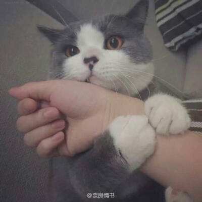 阴阳少年九游版下载